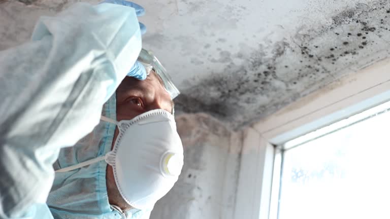 Why You Should Choose Our Mold Remediation Services in North Braddock, PA